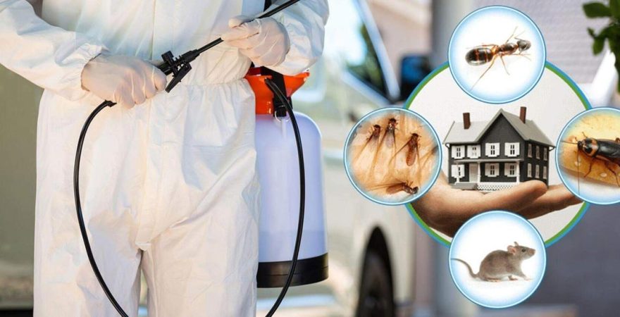 Çay Böcek İlaçlama